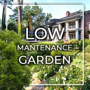 low-mantenance garden