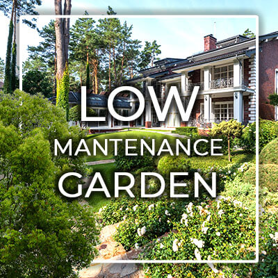 low-mantenance garden